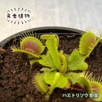 食虫植物 ハエトリソウ 卸金 3号鉢 観葉植物 インテリア sad