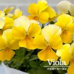 ビオライエロービーコン10.5cm...