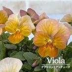 [ предварительный заказ распродажа ] viola абрикос античный 10.5cm pot h&amp;l цветок рассада садоводство hlv 11 месяц средний . после отправка 