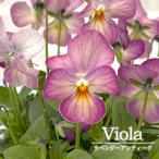 ビオララベンダーアンティーク10....