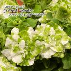 【予約販売】 八重咲きペチュニア 大輪系 グラン・ヴ