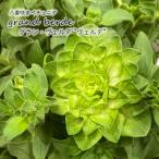 【予約販売】 八重咲きペチュニア 大輪系 グラン・ヴ