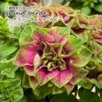 【予約販売】 八重咲きペチュニア 大輪系 グラン・ヴ