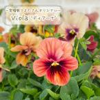 [ предварительный заказ распродажа ]. вид дом ... san оригинал viola tia-na10.5cm pot цветок рассада садоводство uet 11 месяц средний . после отправка 