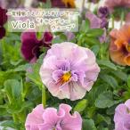 [ предварительный заказ распродажа ]. вид дом ... san оригинал viola сладости - wave 10.5cm pot цветок рассада садоводство uet 11 месяц средний . после отправка 