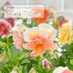 【予約販売】 育種家うえたさんオリジナル ビオラ ア