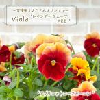 [ предварительный заказ распродажа ]. вид дом ... san оригинал viola Rainbow wave ARB абрикос rose сигнальный фонарь 10.5cm pot цветок рассада садоводство uet 11 месяц средний . после отправка 