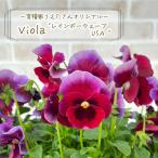 [ предварительный заказ распродажа ]. вид дом ... san оригинал viola Rainbow wave USA 10.5cm pot цветок рассада садоводство uet 11 месяц средний . после отправка 