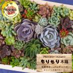 【柏屋商店さん直送】送料無料 もりもり木箱 多肉植物 柏屋商店さんオリジナル 限定販売 もりもりセット 抜き苗 寄せ植え エケベリア セダム グラプト tti