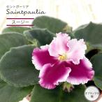【予約販売】 セントポーリア スージー 9cmポット オプティマラ種 鉢花 インテリアグリーン ryg 6月中旬以降発送