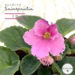 [ предварительный заказ распродажа ] цент Poe задний mina9cm pot Optima la вид цветочный горшок интерьер зеленый ryg 3 месяц последняя декада после отправка 