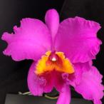 洋ランカトレアカリフローラZ-10...