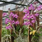 . Ran [ цветение видеть включено АО ]tendorobium Париж si-6cm pot . орхидея tendoro вид m интерьер mat