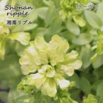 ペチュニア湘南リプルウーヴァ10....