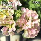 ペチュニア湘南リプルペスカ10.5...