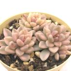 ショッピングエケベリア 多肉植物 エケベリア プロリフィカ錦 6cmポット 観葉植物 インテリア ejr