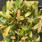 . Ran [ цветение видеть включено АО ]tendorobiumpasi filler m доска имеется . Ran tendoro вид m. орхидея бесплатная доставка интерьер asa