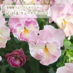 [ предварительный заказ распродажа ]. вид дом ... san оригинал viola cutie - Heart 10.5cm pot цветок рассада садоводство uet 11 месяц средний . после отправка 