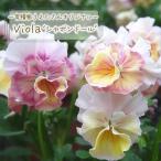 【予約販売】 育種家うえたさんオリジナル ビオラ シ