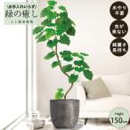 [ производитель прямая поставка ] искусственная зелень fi rental umbellata pot имеется 150cm средний большой высококлассный салон человеческий труд декоративное растение бесплатная доставка наружный не возможно acs