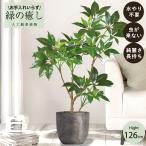 ショッピングアジアンテイスト 【メーカー直送】 フェイクグリーン ツピタンサス ポット付き 126cm 中大型 高級 室内 人工観葉植物 送料無料 屋外不可 acs