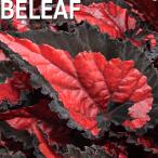 【予約販売】 レックスベゴニア ビリーフコレクション