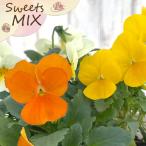 [ предварительный заказ распродажа ] viola конфеты MIX viola orange. jure10.5cm pot h&amp;l цветок рассада садоводство анютины глазки viola hlv 11 месяц последняя декада после отправка 