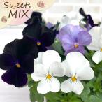 [ предварительный заказ распродажа ] viola конфеты MIX viola Berry. чизкейк 10.5cm pot h&amp;l цветок рассада садоводство анютины глазки viola hlv 11 месяц последняя декада после отправка 