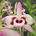 [ предварительный заказ распродажа ]. Ran [ цветение видеть включено АО ]tendorobiumnobire* Cook Sony e*. вид 7.5cm неглазурованный фарфор . горшок no Bill . орхидея интерьер yam 3 месяц средний . после отправка 