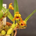 [ предварительный заказ распродажа ]. Ran [ цветение видеть включено АО ] maxi la задний шероховатость abi белка . вид 7.5cm неглазурованный фарфор . горшок . орхидея интерьер yam 3 месяц средний . после отправка 