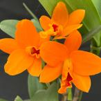 . Ran [ цветение видеть включено АО ] Mini Cattleya sin phone * little солнечный * 9cm pot . Ran . орхидея интерьер tak