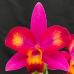 . Ran [ цветение видеть включено АО ] Mini Cattleya Hawaiian Splash * kana * 9cm pot . Ran . орхидея интерьер tak