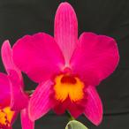. Ran [ цветение видеть включено АО ] Mini Cattleya Rav дворец * - pines* 9cm pot . Ran . орхидея интерьер tak