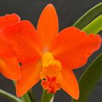 . Ran [ цветение видеть включено АО ] Mini Cattleya Rav passion *sinji* 9cm pot . Ran . орхидея интерьер tak