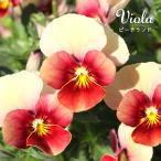 [ предварительный заказ распродажа ] viola pi-chi Land 9cm pot meruhen type видеть изначальный садоводство оригинал viola цветок рассада садоводство анютины глазки viola mmt 11 месяц последняя декада после отправка 