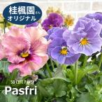 フリル咲きパンジーパスフリ10.5...