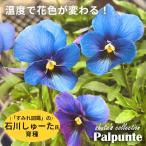 【予約販売】 石川しゅーた氏育種 ビオラ パルプンテ 