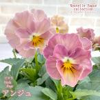 【予約販売】 サトウ園芸さんオリジナル ビオラ ヌー