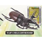 【マンディブラリスフタマタクワガ