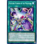 ショッピングMAGICIAN 遊戯王 DOOD-EN089 Fleeting Flower of the Magician (英語版 1st Edition ノーマル)