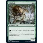 マジックザギャザリング MID JP 192 伝染病の狼 (日本語版 コモン) イニストラード：真夜中の狩り 【排出BOXの区別なし】