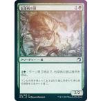 【FOIL】マジックザギャザリング MID JP 192 伝染病の狼 (日本語版 コモン) イニストラード：真夜中の狩り 【排出BOXの区別なし】