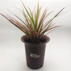  Apple одежда -. горшок глубокий type 4 номер .. чай жарение предмет style мир современный японский стиль Азия 