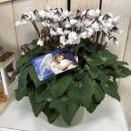 植物 花鉢 冬 クリスマス 室内 シクラメン　天使のはね　白　５号