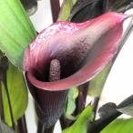 鉢花 黒葉 黒花 希少 マニア カラー メモリーズ ４ ５号 Leafs ヤフー店 通販 Yahoo ショッピング