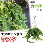 観葉植物 吊り下げ　エスキナンサス ラスタ 5号底面給水吊り鉢　 ハンキング インテリア 室内 葉がカールする おしゃれ かっこいい