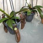 ショッピング自由研究 ネペンテス(ウツボカズラ) サンギネア 3.5号 吊り鉢 食虫植物 面白い 夏サマー 自由研究 マニア