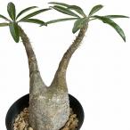 . корень растения ko- Dex pakipotium Roth latsumgla сверло s4 номер круг горшок ( чёрный ) особь C( на данный момент товар ) интерьер салон садоводство симпатичный bi The -ru растения 