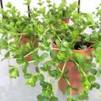 パルダリウム ビバリウム テラリウム 寄せ植え 素材 ペペロミア デピーナ ２号 イメキャラブック