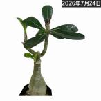 塊根植物アデニウムオベスム天空のバ...